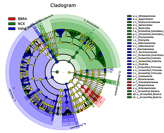 Novogene Metagenomic Linear Discriminant Analysis (LDA) & Cladogram