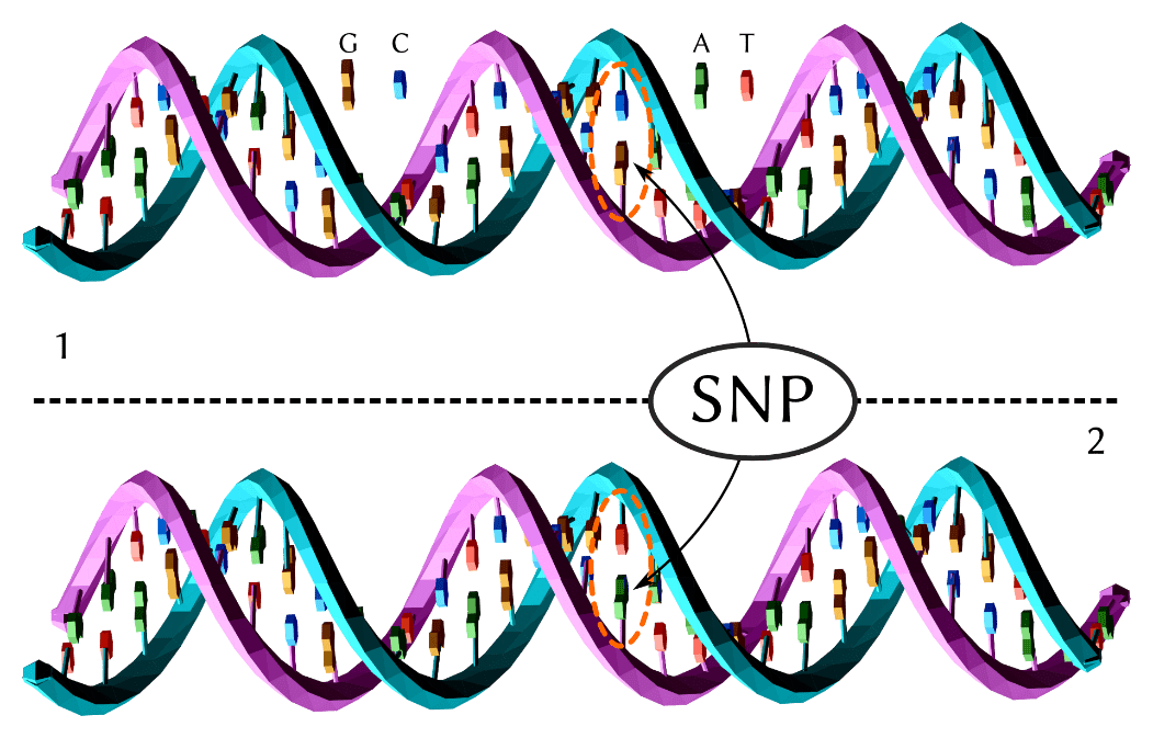 Do you understand the impact of SNPs on the function of genes
