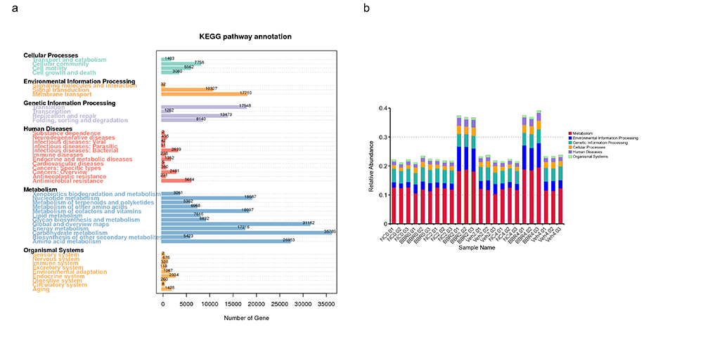 Novogene Metagenomic Kyoto Encyclopedia of Genes and Genomes (KEGG) Annotation