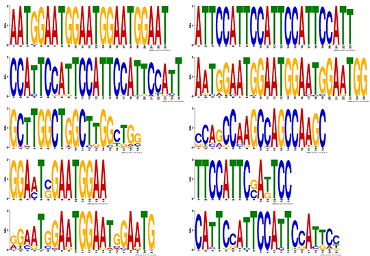 Novogene ChIP-seq Motif Analysis