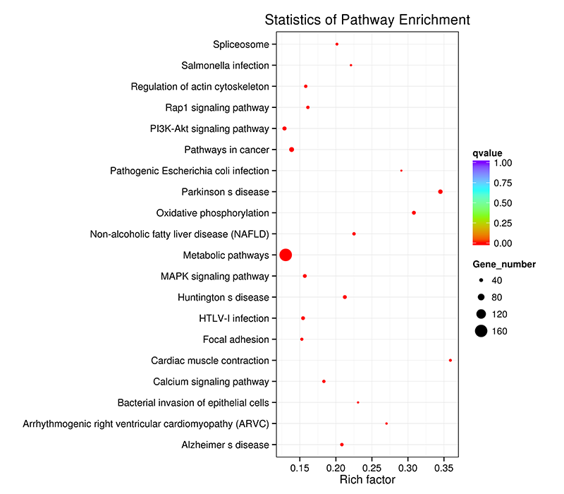 Novogene ChIP-seq KEGG Enrichment Scatter Plot