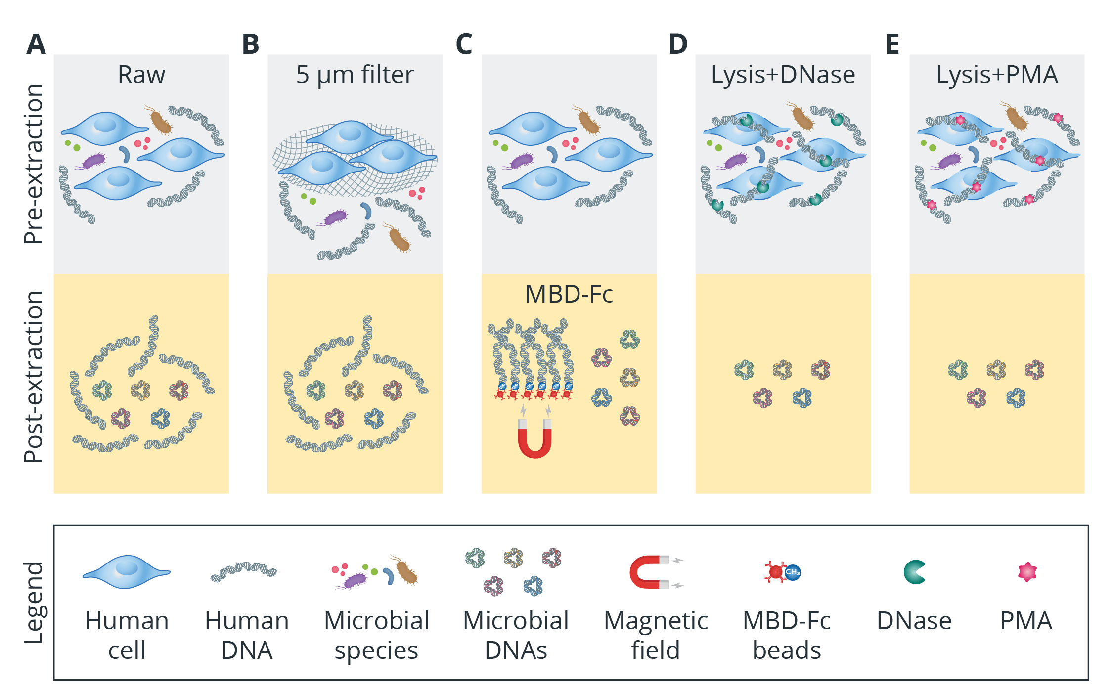 Removal of host DNA before sequencing can improve the resolution of microbial DNA.