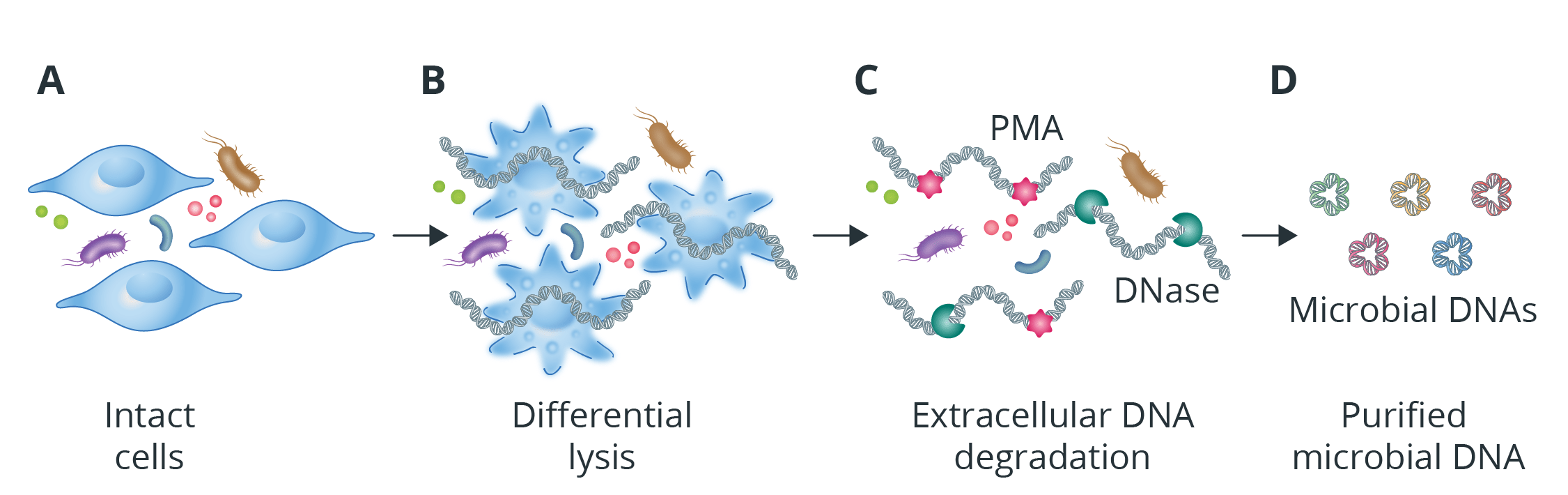 Removal of host DNA before sequencing can improve the resolution of microbial DNA.