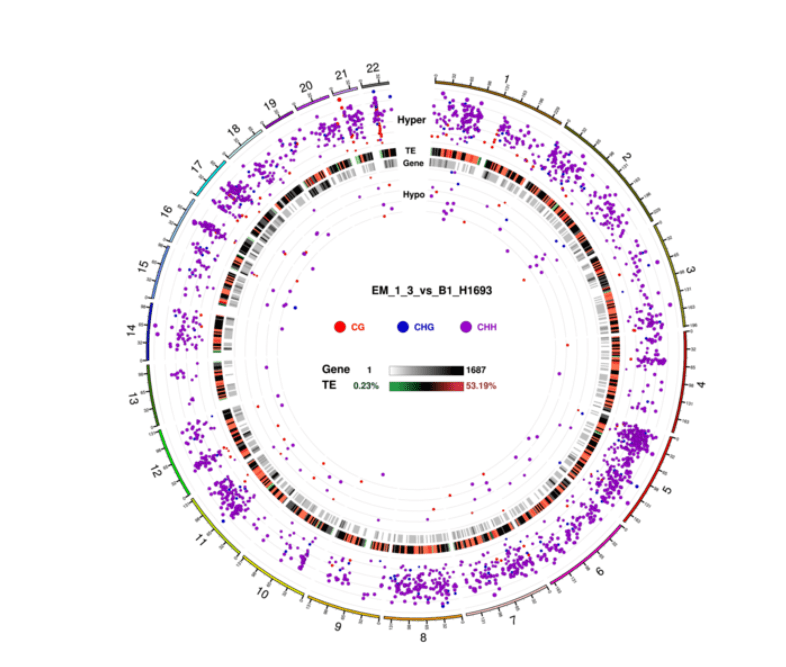 Novogene WGBS Circos Plot for DMR Condition in three contexts (CG, CHG, CHH)