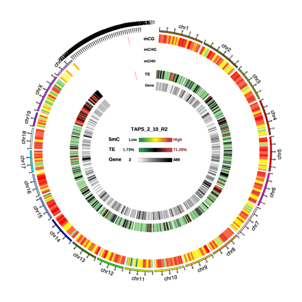 Novogene WGBS Circos Plot for DMR Condition in three contexts (CG, CHG, CHH)